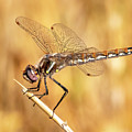 Dragonfly  by James Sage