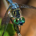 Dragonfly Macro Photo Photograph by Portia Olaughlin Dragonfly Macro Photo Photograph by Portia Olaughlin