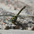 Dragonfly on Granite by Avenue Des Images