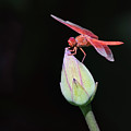 Dragonfly on Lotus Flower Photograph by Gary Geddes Dragonfly on Lotus Flower Photograph by Gary Geddes