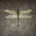 Dragonfly on Stone Gray Backgroud Square by Freddy B