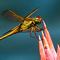 Dragonfly Resting Photograph by Bill Barber Dragonfly Resting Photograph by Bill Barber