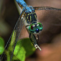 Dragonfly Spirit Photograph by Portia Olaughlin Dragonfly Spirit Photograph by Portia Olaughlin