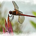 Dragonfly with vignette Photograph by Bill Barber Dragonfly with vignette Photograph by Bill Barber