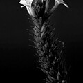 Dramatic Black and White Flower by Anorel