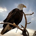 Dramatic Photograph by Veronica Batterson Dramatic Photograph by Veronica Batterson
