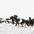 Dream Runners - Horse Art by Lisa Saint