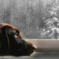 Dreamin' of a White Christmas Mixed Media by Lori Deiter Dreamin' of a White Christmas Mixed Media by Lori Deiter