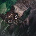Dreams of the Wild Photograph by Craig Boehman Dreams of the Wild Photograph by Craig Boehman