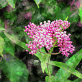 Dreamy Milkweed by Marianne Campolongo