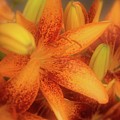 Dreamy Orange Sensation Lily Photograph by Angie Tirado Dreamy Orange Sensation Lily Photograph by Angie Tirado