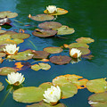 Dreamy Water Lilies on Pond Photograph by Bonnie Follett Dreamy Water Lilies on Pond Photograph by Bonnie Follett