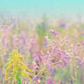 Dreamy Wildflowers I by Marianne Campolongo