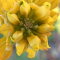 Dreamy Yellow Rose Photograph by Vivian Aumond Dreamy Yellow Rose Photograph by Vivian Aumond
