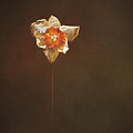Dried Daffodil Photograph by Scott Norris Dried Daffodil Photograph by Scott Norris