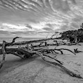 Drift wood beach photograph Photograph by Louis Dallara Drift wood beach photograph Photograph by Louis Dallara