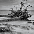 Driftwood Beach in Black and White Photograph by Carolyn Hutchins Driftwood Beach in Black and White Photograph by Carolyn Hutchins