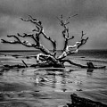 Driftwood Beach Photograph by Tom Singleton Driftwood Beach Photograph by Tom Singleton