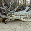 Driftwood Photograph by Cathy Kovarik Driftwood Photograph by Cathy Kovarik