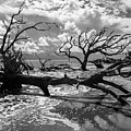 Driftwood Photograph by David Beechum Driftwood Photograph by David Beechum