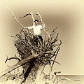 Driftwood Man  by DB Hayes