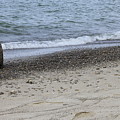 Driftwood on Sandy Shore Photograph by Valerie Collins Driftwood on Sandy Shore Photograph by Valerie Collins