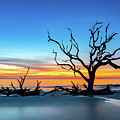 Driftwood Silhouette  by C  Renee Martin