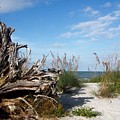 Driftwood Tree in the Sea Oats  by Donald Sawin
