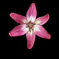 Droplets of water on LIly by Yvonne M Smith