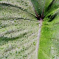 Drops of Rain by Beauty Reframed Photography