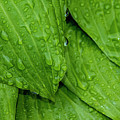 Drops On Green Photograph by Cathy Kovarik Drops On Green Photograph by Cathy Kovarik