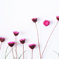 Dry purple floral bouquet on white background. Photograph by Michalakis Ppalis Dry purple floral bouquet on white background. Photograph by Michalakis Ppalis