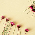 Dry purple floral bouquet on yellow background. Flat lay, top vi Photograph by Michalakis Ppalis Dry purple floral bouquet on yellow background. Flat lay, top vi Photograph by Michalakis Ppalis