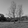 Dry trees. Photograph by Sergei Fomichev Dry trees. Photograph by Sergei Fomichev