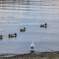 Ducks Photograph by Anamar Pictures Ducks Photograph by Anamar Pictures