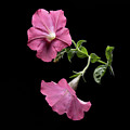 Duet in the Spotlight Photograph by Kevin Suttlehan Duet in the Spotlight Photograph by Kevin Suttlehan