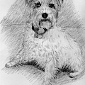 Duke Drawing by Daniel Reed Duke Drawing by Daniel Reed