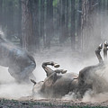 Dust Bath. Photograph by Paul Martin