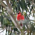 Dusted Cardinal by Steven Nelson