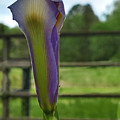 Dutch Iris Birthday Digital Art by Pamela Smale Williams Dutch Iris Birthday Digital Art by Pamela Smale Williams