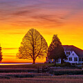 Duxbury Massachusetts Gumdrop Tree Solitude by Juergen Roth