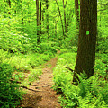 DWG Dunnfield Creek Spring Green and Trail Blaze Photograph by Raymond Salani III DWG Dunnfield Creek Spring Green and Trail Blaze Photograph by Raymond Salani III