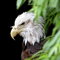 Eagle 2 Photograph by Deborah M Eagle 2 Photograph by Deborah M