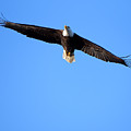 Eagle Fly Over Photograph by Flinn Hackett Eagle Fly Over Photograph by Flinn Hackett