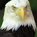 Eagle Photograph by Paula Guttilla Eagle Photograph by Paula Guttilla