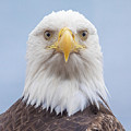 Eagle Stare Photograph by Michael Rauwolf Eagle Stare Photograph by Michael Rauwolf