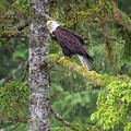 Eagle Tree Photograph by Michael Rauwolf Eagle Tree Photograph by Michael Rauwolf