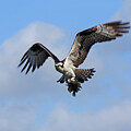 Eagles Lakes Park - Osprey Early Morning Fishing by Ronald Reid