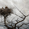 Eagles Nest Photograph by Craig J Satterlee Eagles Nest Photograph by Craig J Satterlee