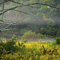 Early Morning Fog - Louisville Parklands - Turkey Run Park by Gary Whitton